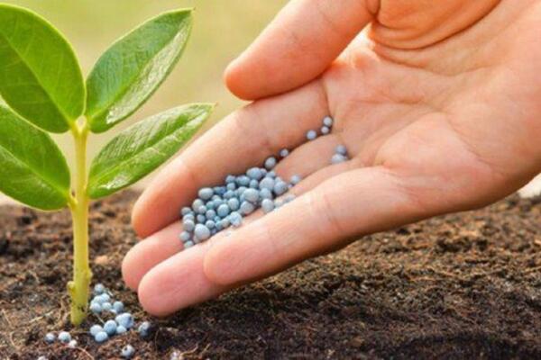 Thị trường phân bón qua dữ liệu truyền thông Quý III/2025