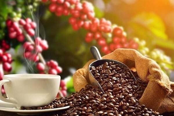 Bản tin nông sản hôm nay (20-10): Giá cà phê thế giới tăng - giảm trái chiều