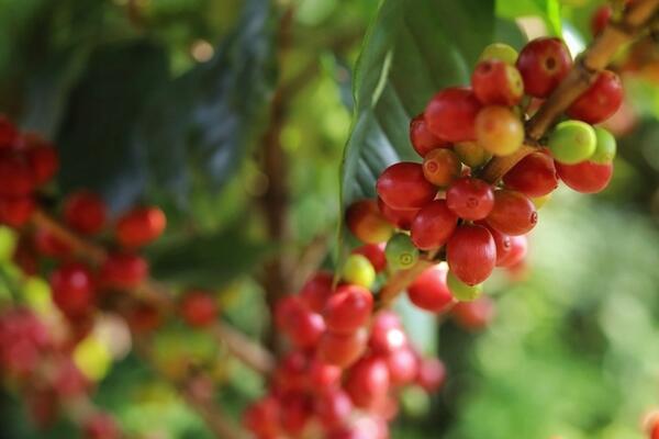 Bản tin nông sản hôm nay (2-12): Giá hồ tiêu, cà phê giảm mạnh