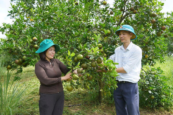 Từ vùng đất đạn bom đến những vựa cam tiền tỉ