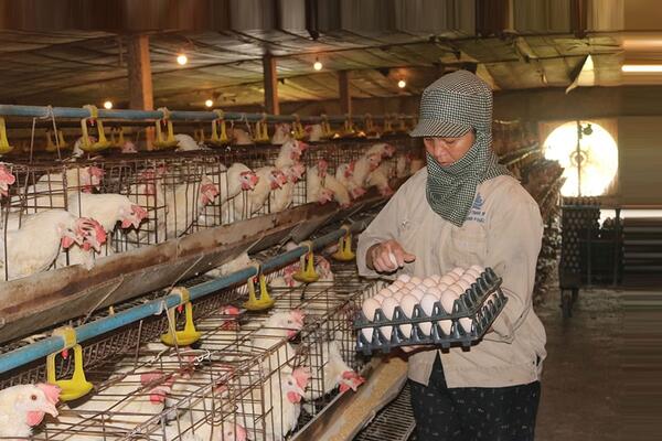 Hà Nội phát triển chuỗi trang trại an toàn: Góp phần nâng tầm nông sản Thủ đô