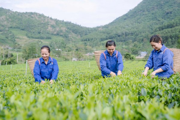 Hương sắc danh trà 2025: Nơi trà kể câu chuyện văn hóa xứ Thái
