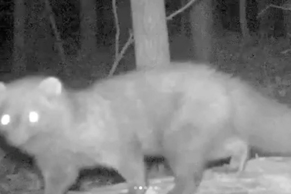 Loài vật tái xuất sau hơn 100 năm khiến giới khoa học sửng sốt