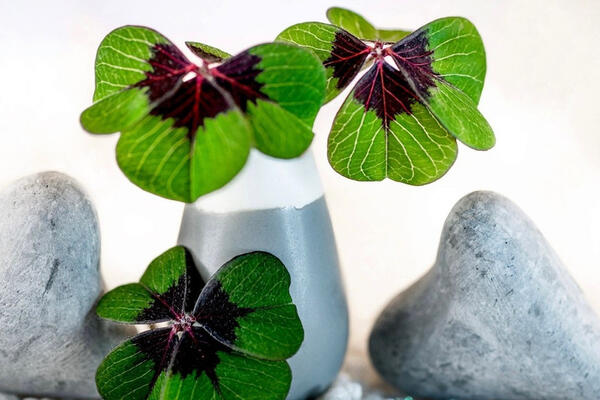 3 con giáp số đỏ hơn son, giàu có phát hờn ngày đầu tuần 19/1