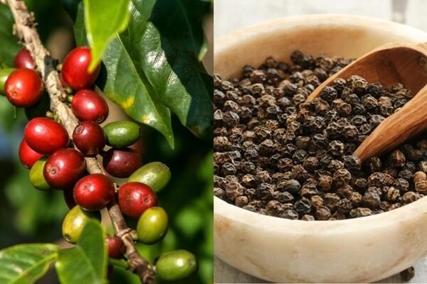 Bản tin nông sản hôm nay (22-1): Giá cà phê giảm mạnh, giá hồ tiêu đi ngang