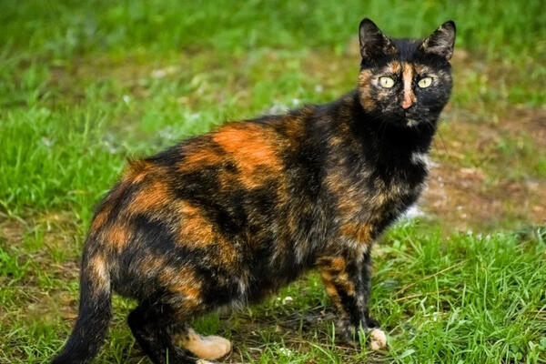 Mèo sống thọ nhất thế giới vừa mừng sinh mừng tuổi 30