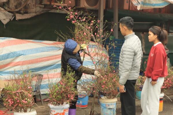 Nhật Tân mùa hoa đào nở