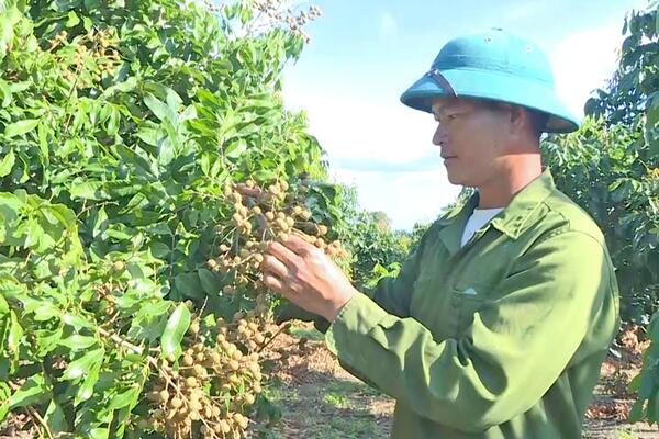 Nhà vườn Gia Lai tất bật đưa trái cây chất lượng cao ra thị trường Tết