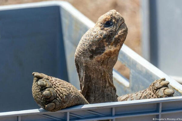 Xem rùa khổng lồ trở lại đảo Galapagos sau gần 150 năm