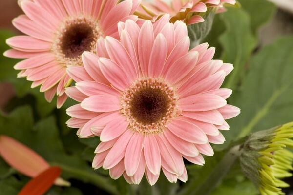 4 loại hoa mang ý nghĩa tài lộc, dâng cúng ngày vía Thần Tài