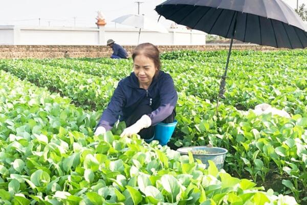 Đưa sản phẩm rau sạch Bát Tràng vươn xa