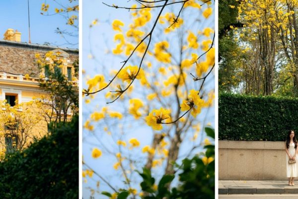 Nét xuân Hà Nội