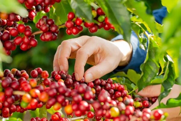 Bản tin nông sản hôm nay (23-3): Giá cà phê tăng nhẹ