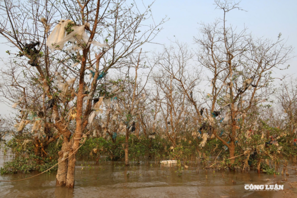 Rừng bần ven sông Lam đã biến thành rừng...rác