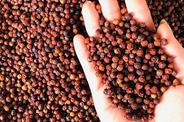 Bản tin nông sản hôm nay (13-4): Giá hồ tiêu tăng nhẹ