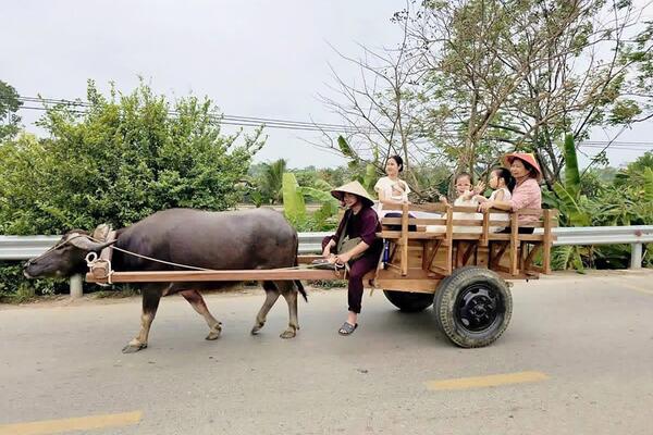 Khám phá làng cổ Đường Lâm bằng xe trâu: Thêm trải nghiệm, tăng sức hút du khách