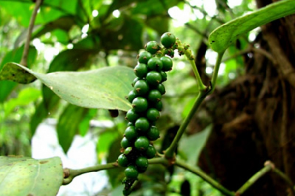 Bản tin nông sản hôm nay (17-4): Giá cà phê và hồ tiêu đồng loạt tăng