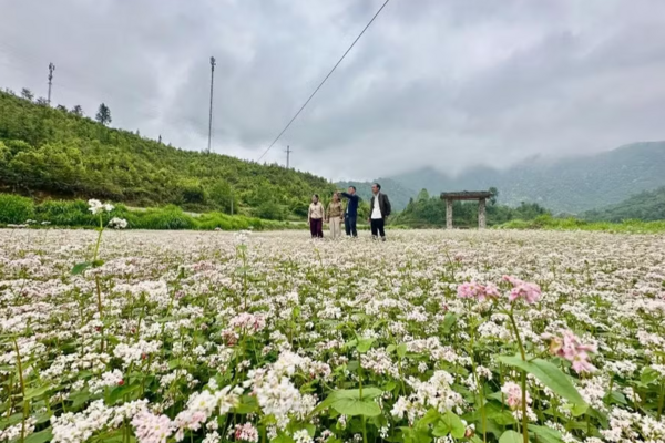 Lạ lẫm những triền hoa tam giác mạch trái mùa nơi cực Bắc