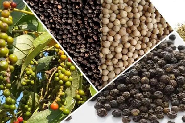 Bản tin nông sản hôm nay (28-4): Giá cà phê, hồ tiêu, lúa gạo cùng đi ngang