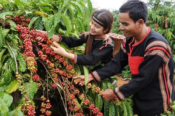 Bản tin nông sản hôm nay (6-5): Giá cà phê đi ngang, hồ tiêu giảm nhẹ