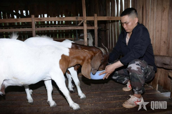 "Triệu phú" nuôi dê ở vùng sâu