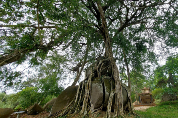 Cây sanh di sản nghìn tuổi có dáng thế độc nhất vô nhị, “báu vật” của làng