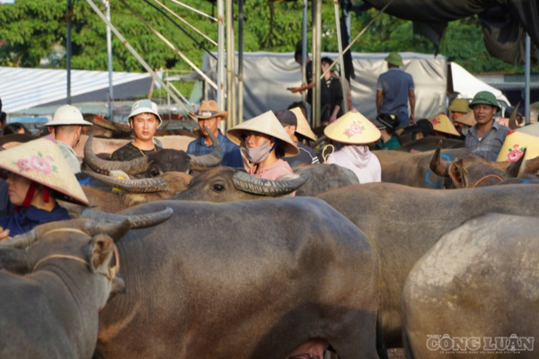 Phiên chợ đặc biệt: 'Chốt' mua trâu, bò bằng một vệt sơn
