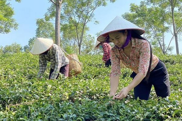 Phú Thọ: Hỗ trợ phát triển sản xuất, tạo sinh kế bền vững cho người nghèo
