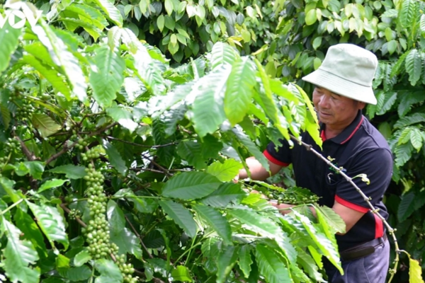 Bản tin nông sản hôm nay (31-8): Giá cà phê, hồ tiêu đồng loạt giảm