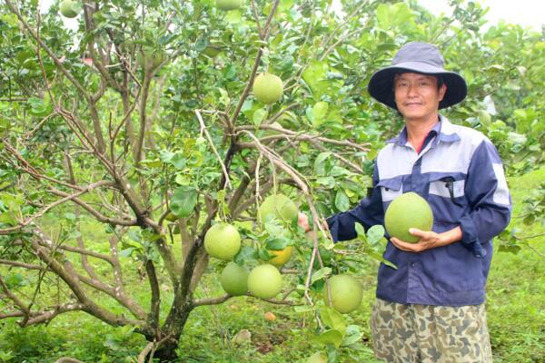 Từ kỹ sư điện trở thành nhà nông tiêu biểu