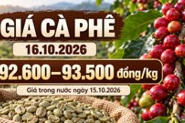 Giá cà phê hôm nay 16.10.2026: Đà tăng trong nước có tiếp diễn?