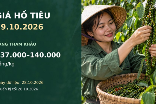 Giá hồ tiêu hôm nay 29.10.2026: Chênh lệch giữa các vùng 3.000 đồng/kg