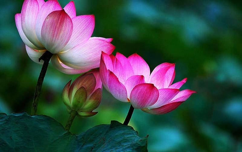 Bụt trong con sinh chưa? ảnh 1