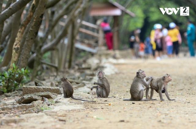 Khám phá vương quốc khỉ ở Cần Giờ  - Ảnh 4.