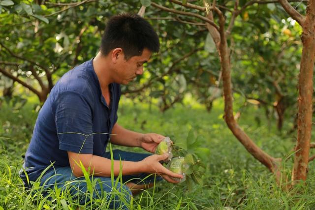 Độc đáo quả ổi hình thỏi vàng in chữ Tài Lộc ở Hải Dương - Ảnh 1.