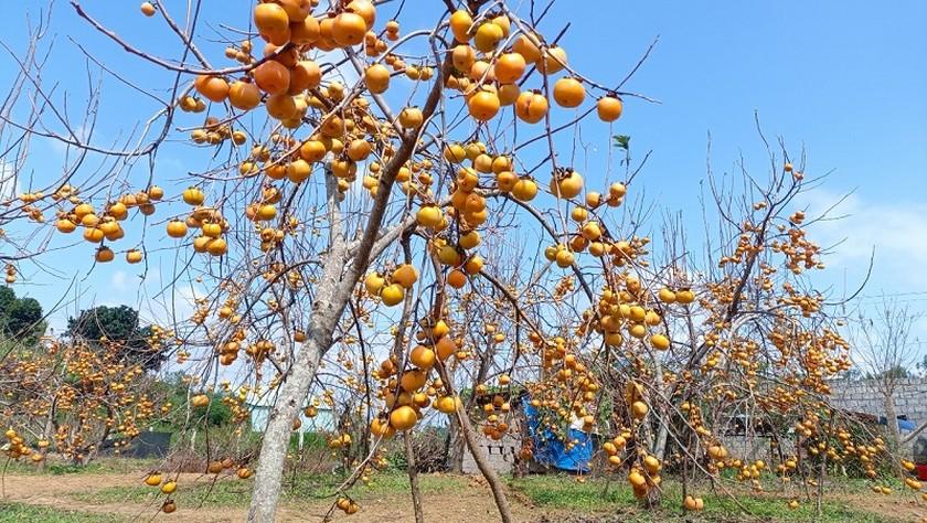 Mùa hồng đỏ rực trên cao nguyên Mộc Châu  ảnh 1