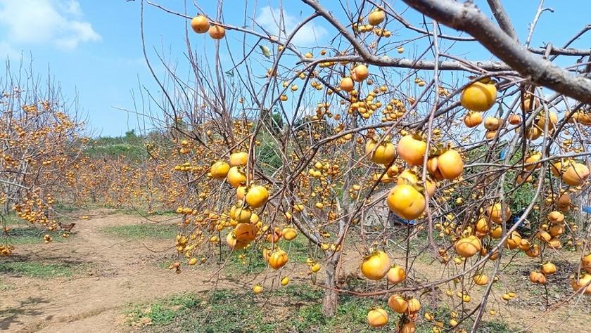 Mùa hồng đỏ rực trên cao nguyên Mộc Châu  ảnh 8