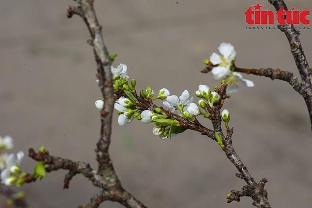 Hoa lê, hoa mận rừng xuống phố phục vụ người dân Thủ đô đón Tết sớm - Ảnh 3.