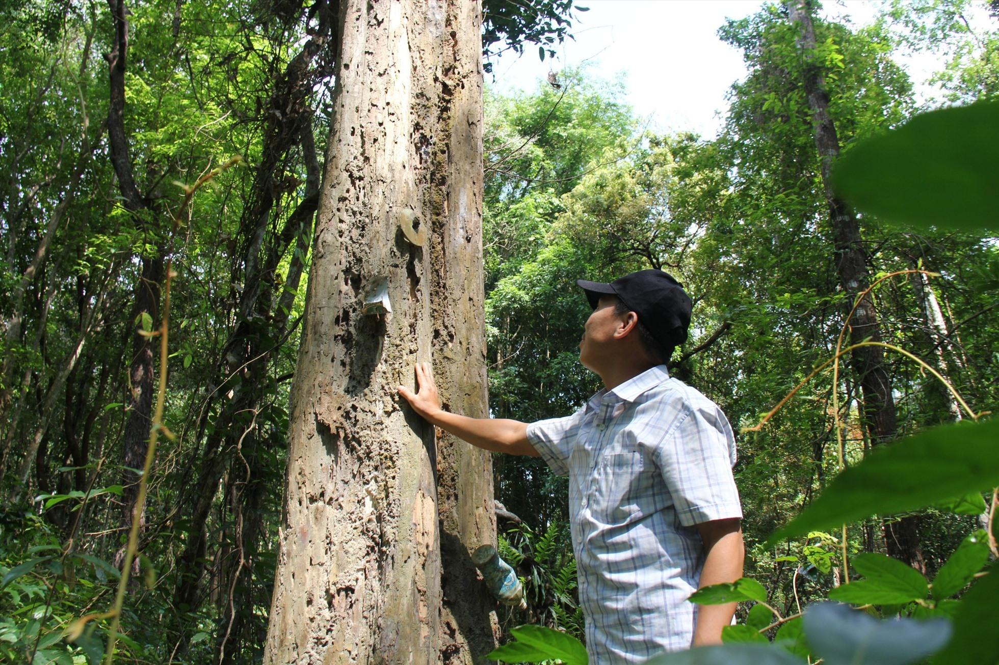 Kon Tum: Chia nhau ngày đêm canh giữ, bảo vệ rừng gỗ trắc quý