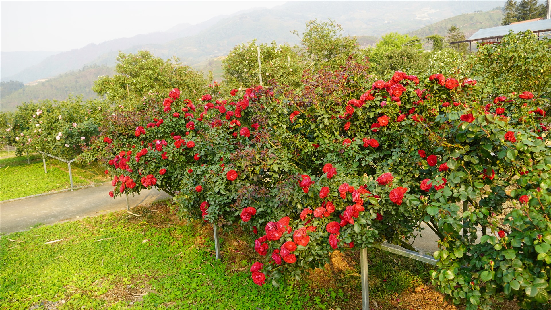 Chiêm ngưỡng hàng trăm gốc hoa hồng cổ ở Sa Pa