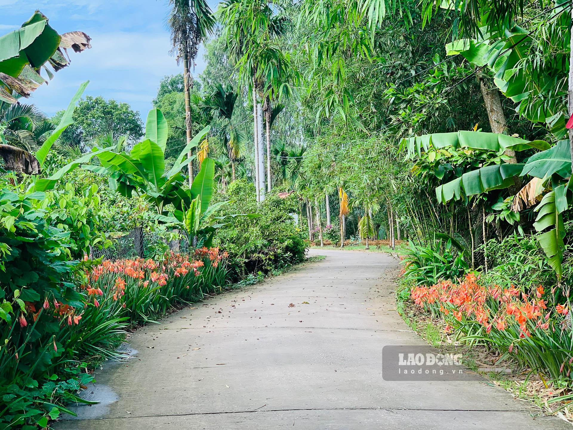 Vùng quê bừng sáng từ hàng rào hoa huệ.  Ảnh: Phương Anh