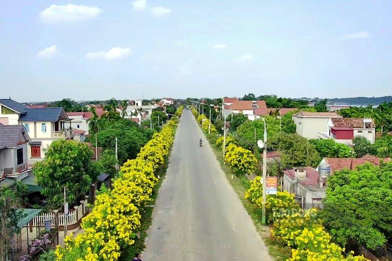 Thời điểm này, những hàng hoa chuông vàng ở 2 bên đường đều nở rộ, tạo nên một bức tranh tuyệt đẹp cho những ai bước đến vùng “núi Tản, sông Đà“.