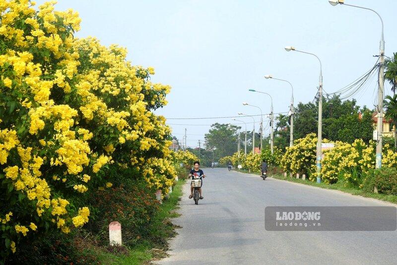 Hoa chuông vàng (hay còn gọi là hoa chùm ớt) có nguồn gốc từ các vùng phía Nam của nước Mỹ, nhưng rất phù hợp khí hậu Châu Á nên được nhiều nước ưa chuộng và chọn trồng. Đặc biệt, hoa chuông vàng được trồng nhiều ở Hàn Quốc, Đài Loan và Việt Nam…