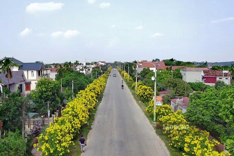 Với cây hoa chuông vàng, chiều cao có thể trên 10m, nhưng hàng hoa chuông vàng tại đây chỉ cao từ 2 đến 4m, phù hợp với tuyến đường tỉnh có mặt đường khá hẹp.