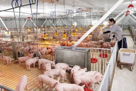 Việc tái đàn rất quan trọng để nâng cao giá trị sản lượng phục vụ tiêu dùng và xuất khẩu.