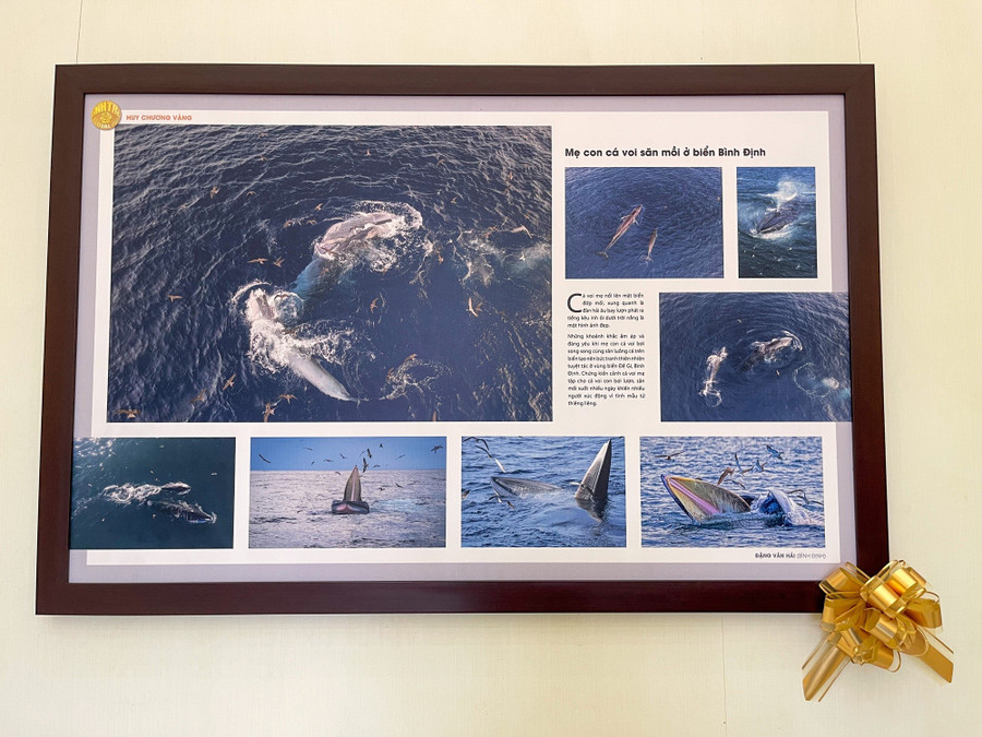 Bộ ảnh "Mẹ con cá Voi săn mồi ở biển Bình Định" của tác giả Đặng Văn Hải tại Festival Nhiếp ảnh trẻ lần thứ 5 năm 2023. nhiep-anh-3.jpg