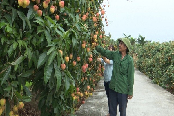 Vải Thiều Hải Dương được mùa, sẵn sàng vào vụ thu hoạch
