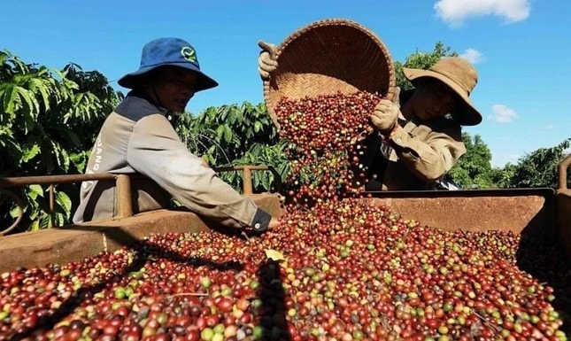 Giá nông sản hôm nay ngày 5/6/2025: Giá cà phê trong nước và giá tiêu xuất khẩu lao dốc