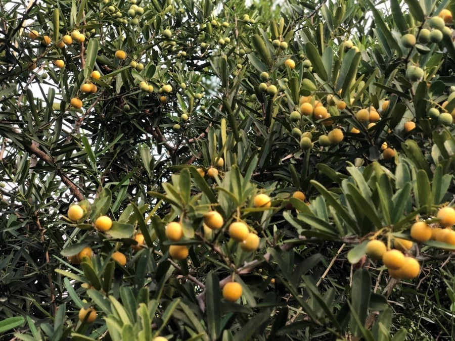 Cây thuốc Xáo tam phân.