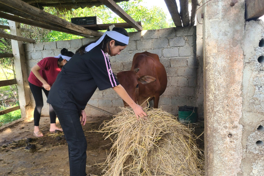 Chị em Như chăm sóc con bò, tài sản đáng giá nhất của gia đình với hy vọng có thêm kinh phí cho năm học mới. 6.jpg